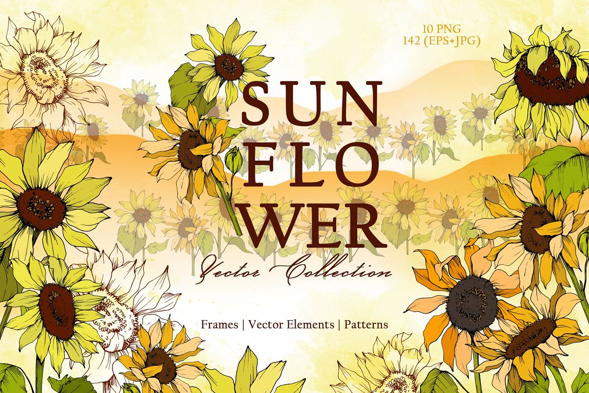 Sunflower Vector Collection example image 1