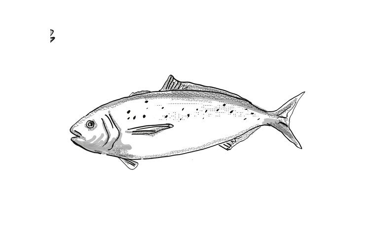 Blue Warehou New Zealand Fish Cartoon Retro Drawing example image 1