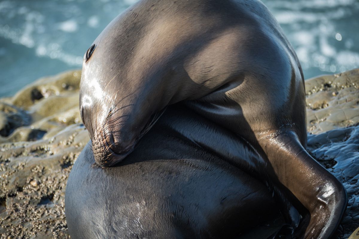 Seal photo 15 example image 1
