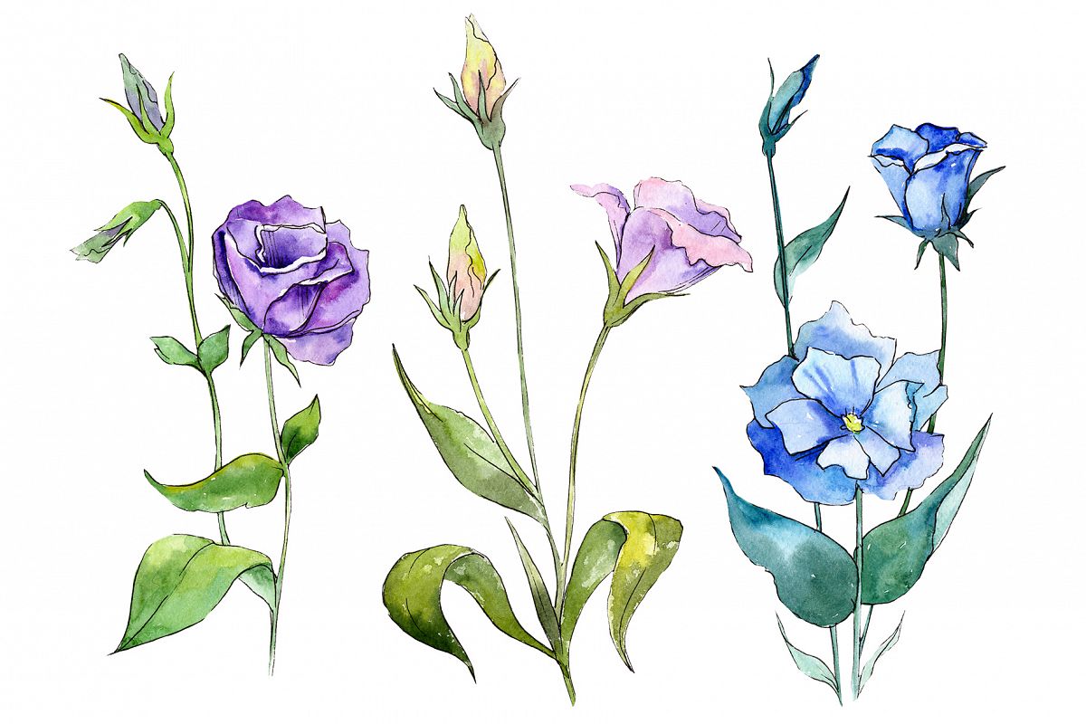 Blue and purple eustoma PNG watercolor set example image 1