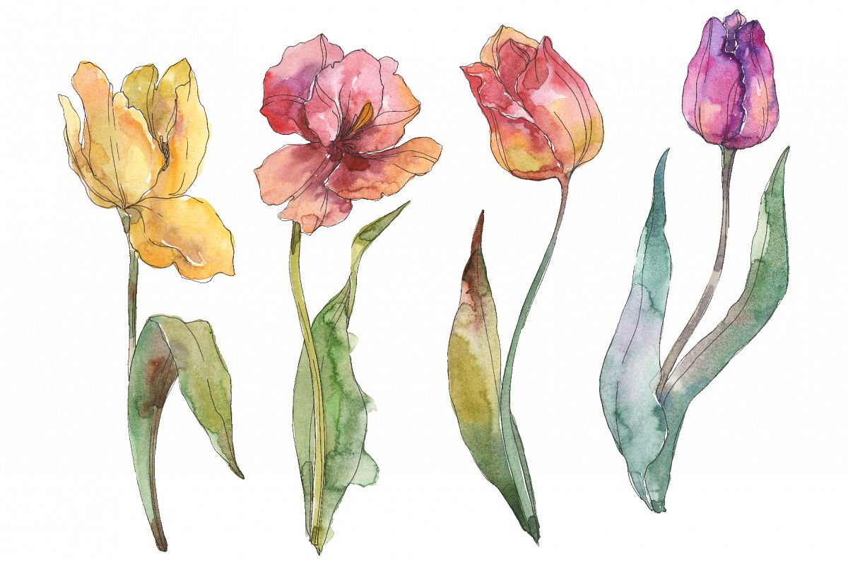 Assorted tulip bouquet Watercolor png example image 1