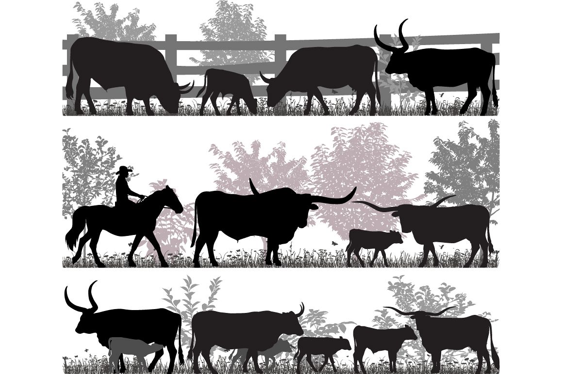 Texas longhorn cattle example image 1