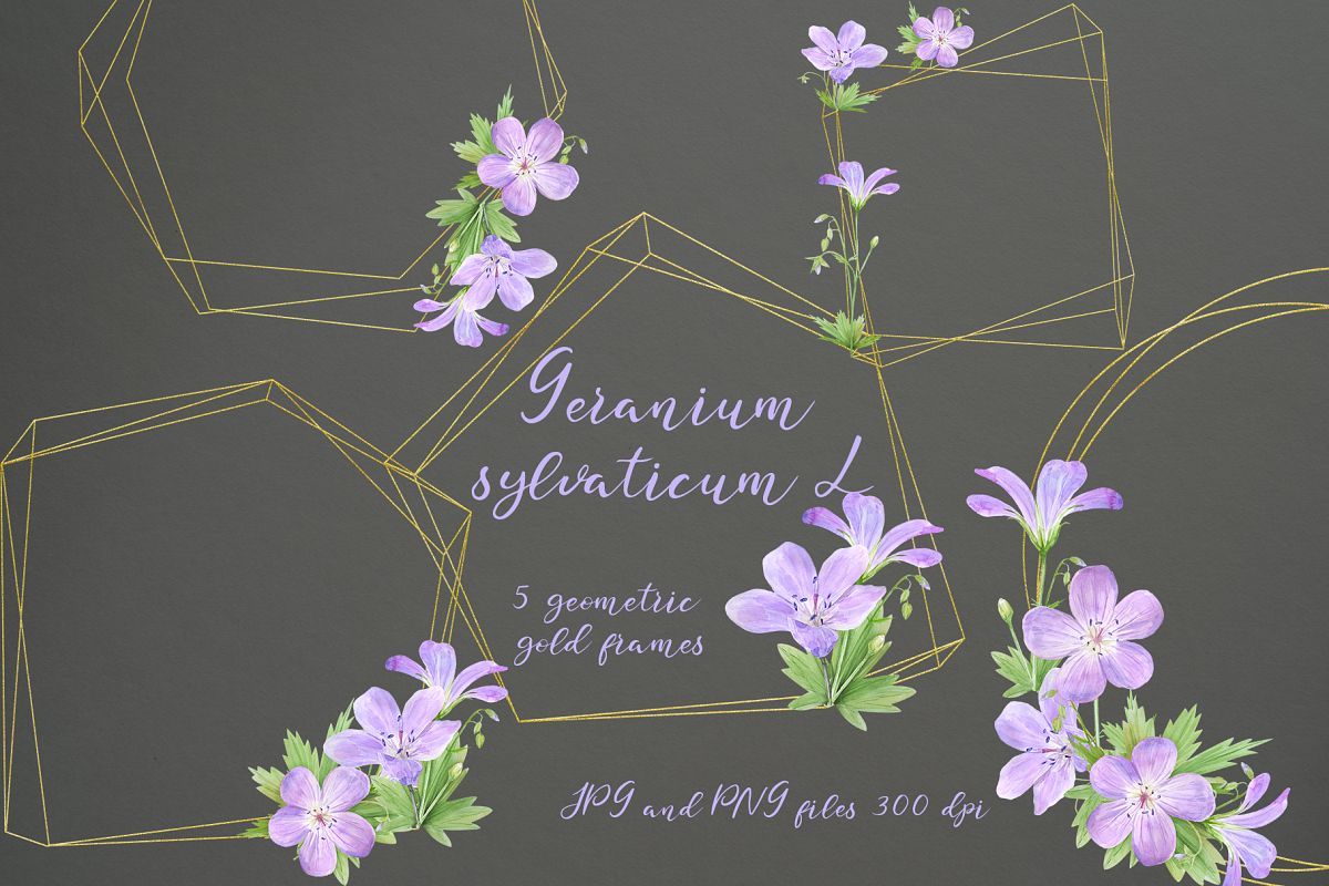 Geranium sylvaticum l. 5 geometric gold frames. Set example image 1