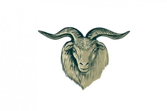 Cashmere Goat Head Drawing example image 1