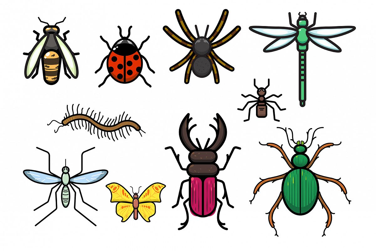 Insects Set