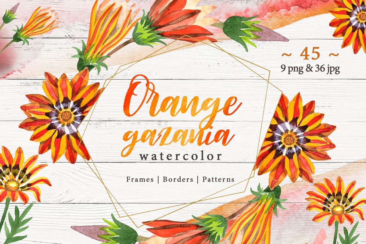 Cool orange gazania PNG watercolor set example image 1