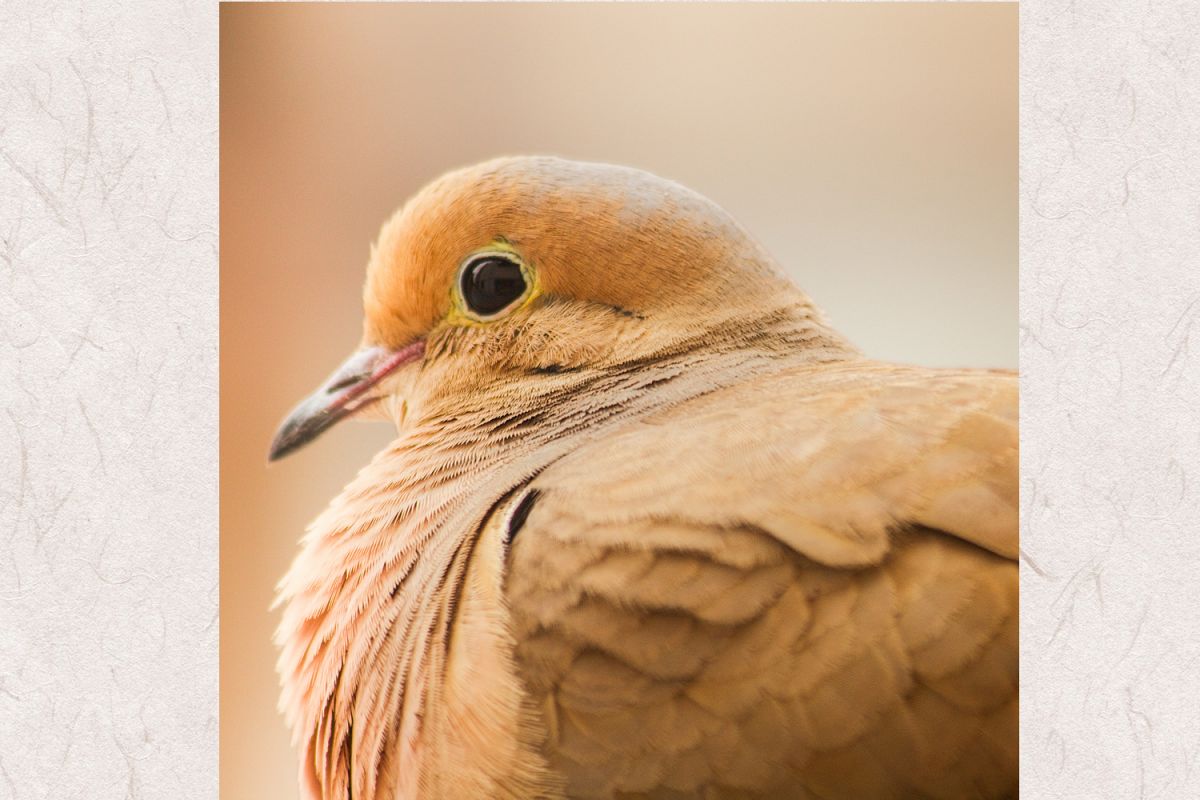 Dove photo 6 example image 1
