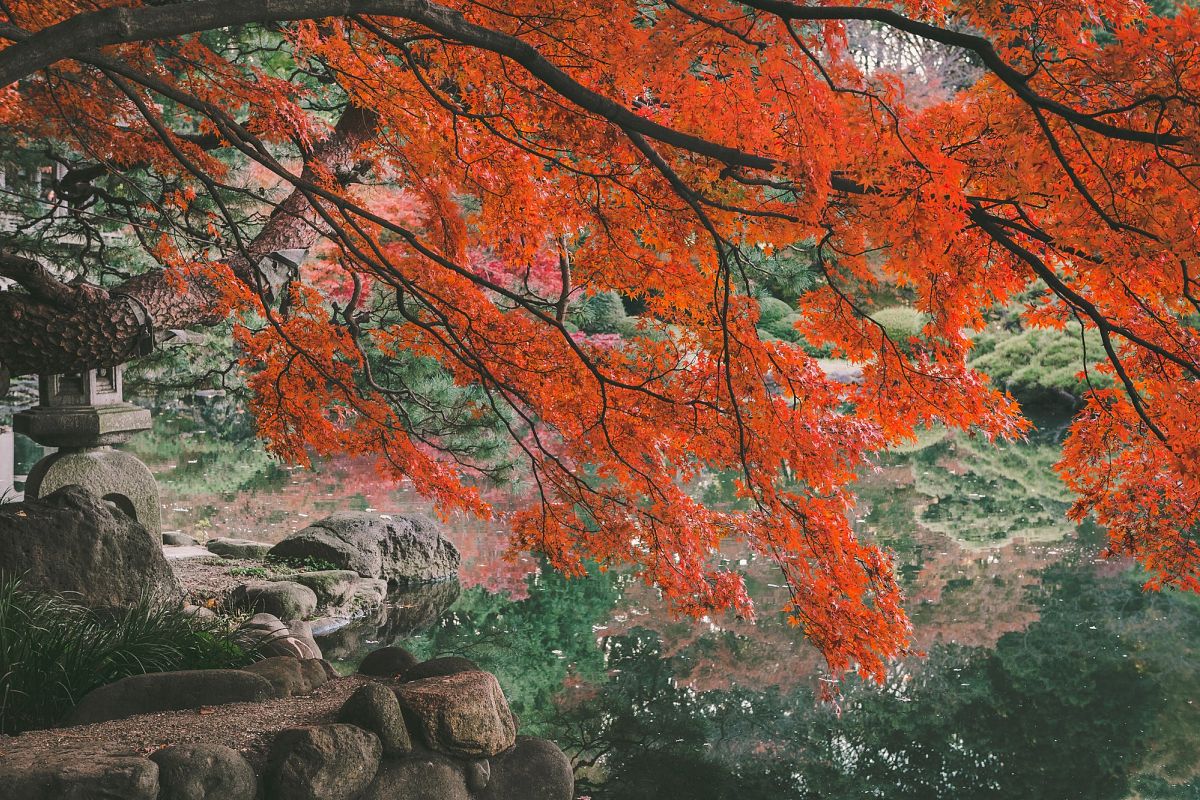 Japanese Maple example image 1