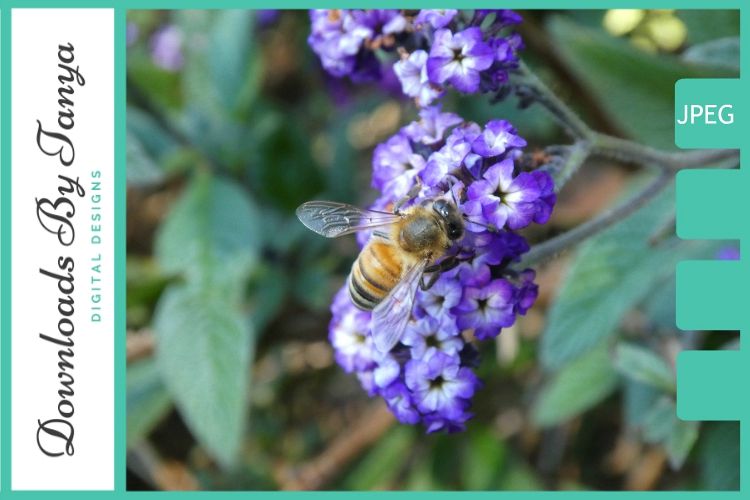 Bee pollinating purple flower example image 1