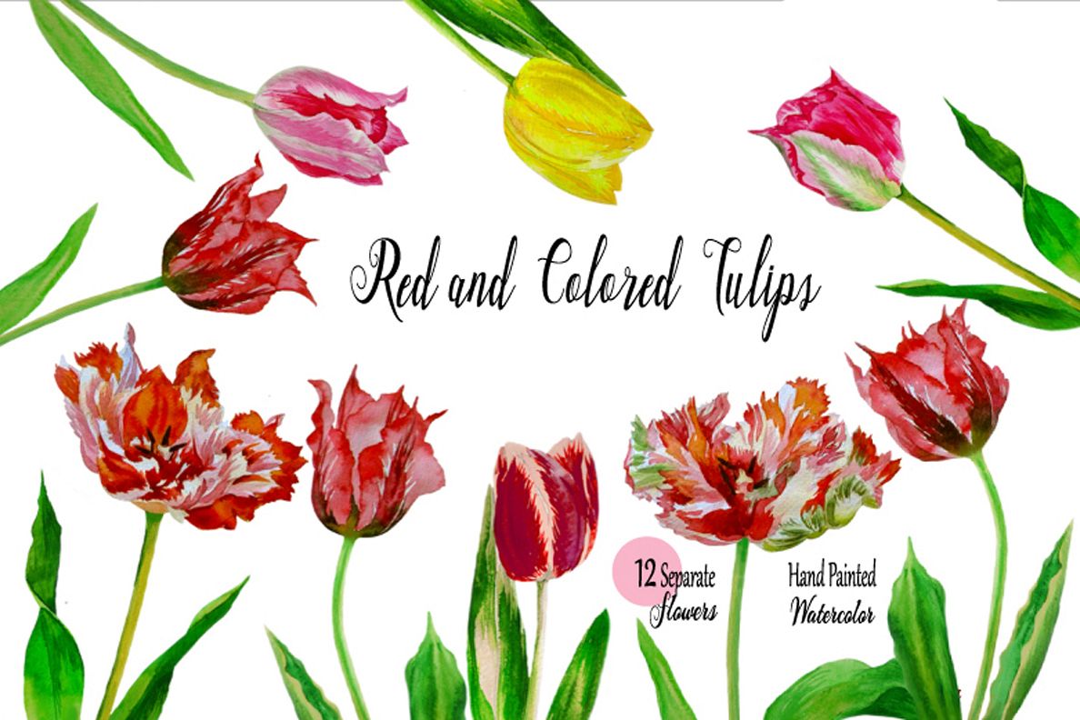 Red and Colored Tulips. Watercolor Clip Art example image 1