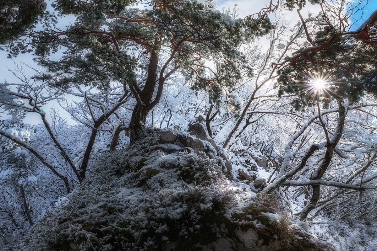 Winter forest by Zavrsnica example image 1