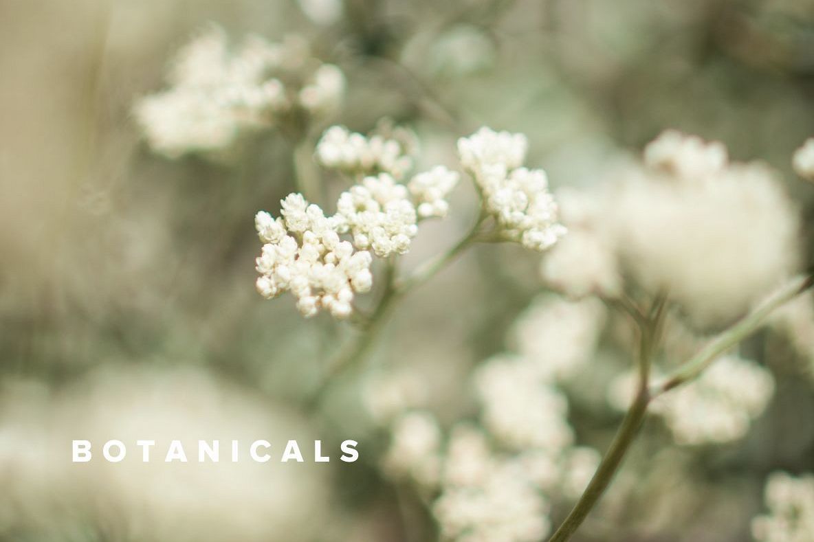 Botanical Collection: 40 Photograph Pack example image 1