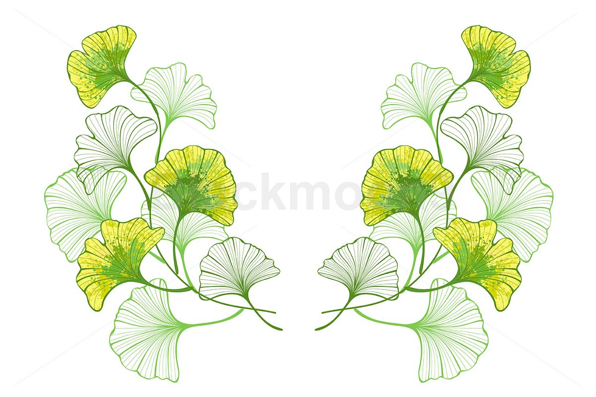 Symmetrical Pattern of Colorful Leaves of Ginko Biloba example image 1