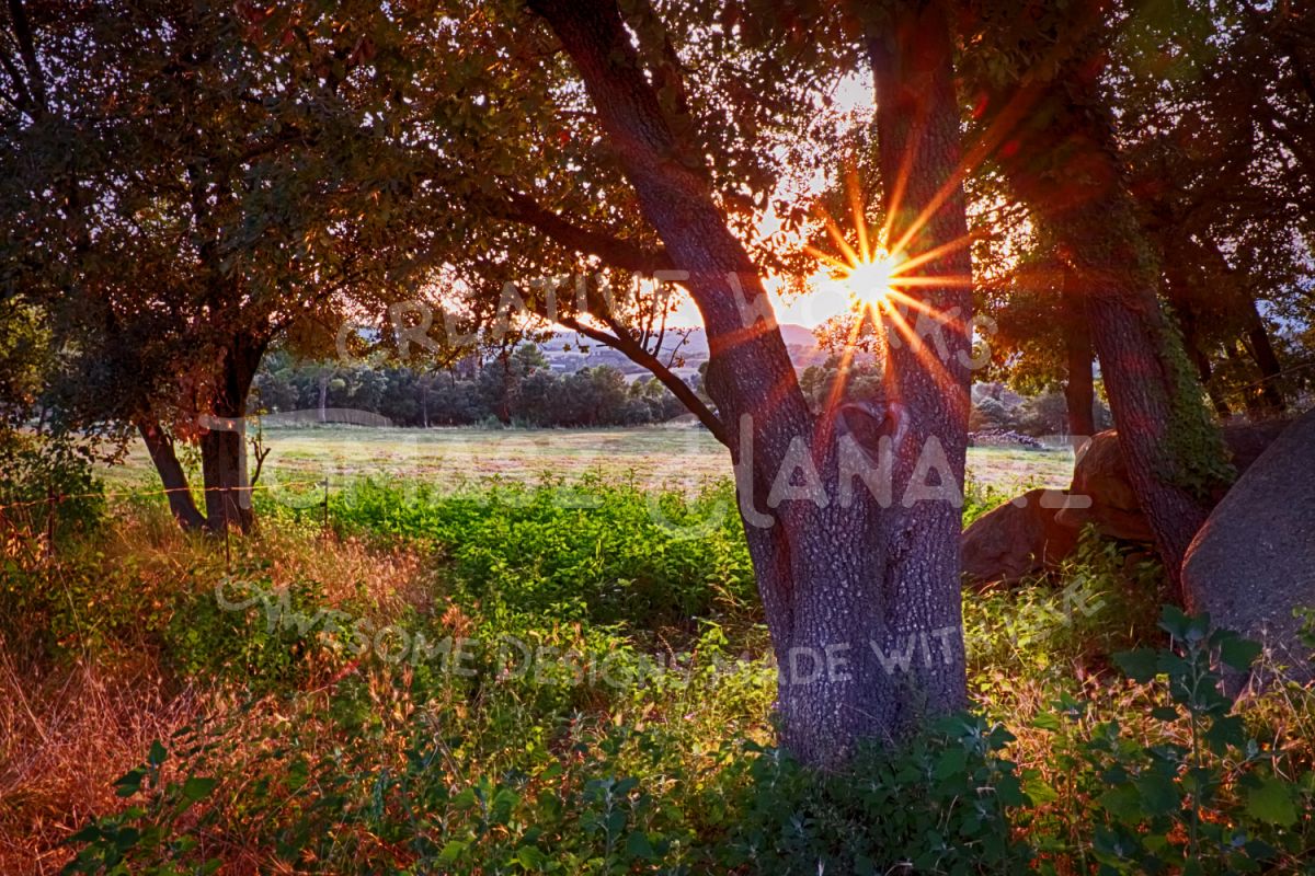 Sunny Afternoon In The Forest example image 1