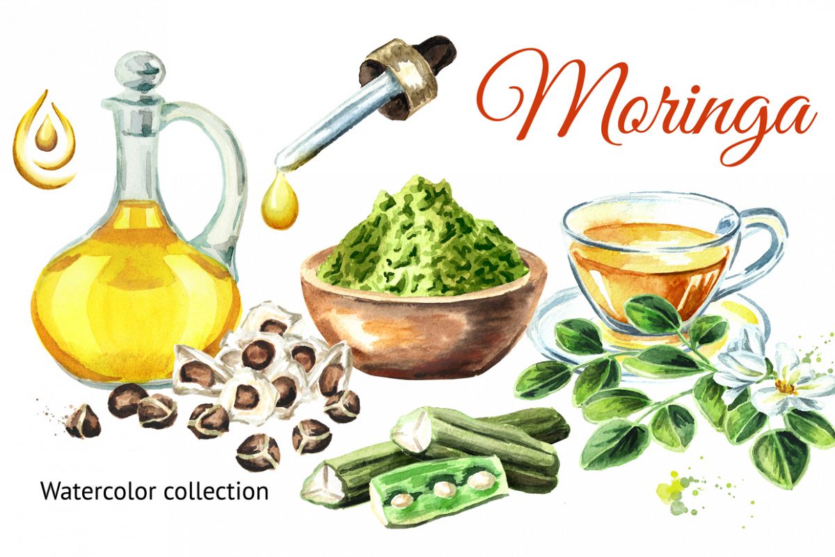 Moringa. Watercolor collection example image 1
