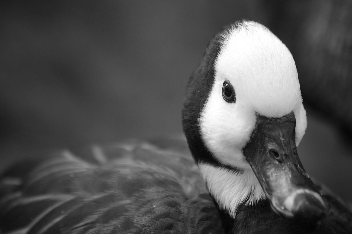 Bird black-white photo 12 example image 1