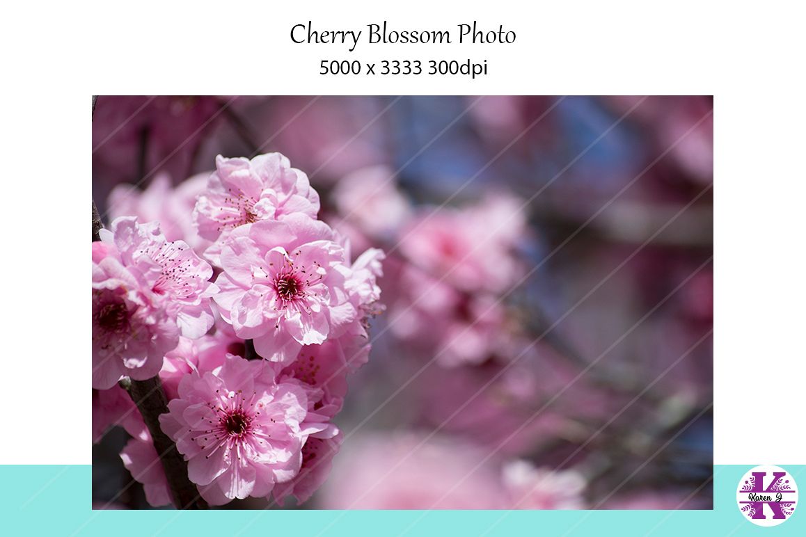 Cherry Blossom Photo example image 1