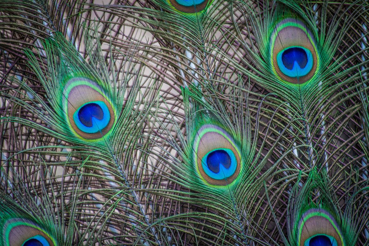 Peacock photo 14 example image 1
