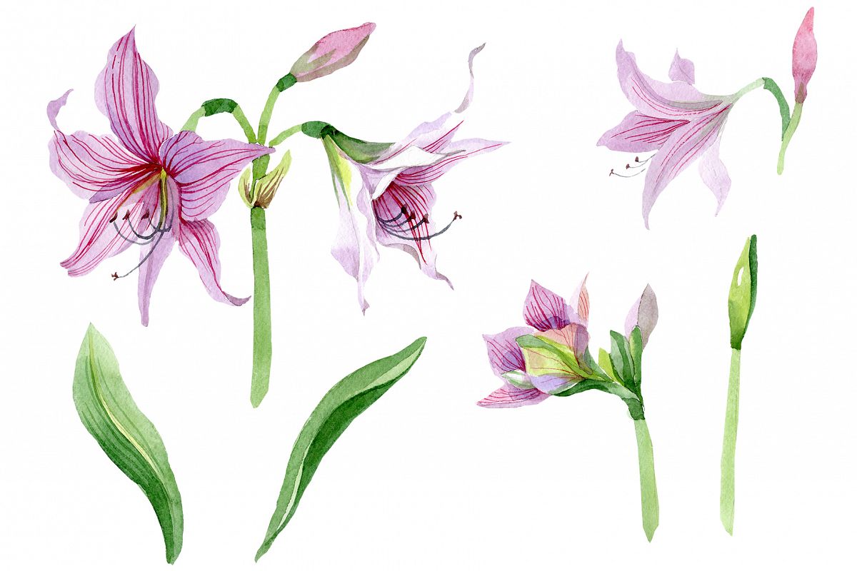 Purple amaryllis PNG watercolor flower set example image 1