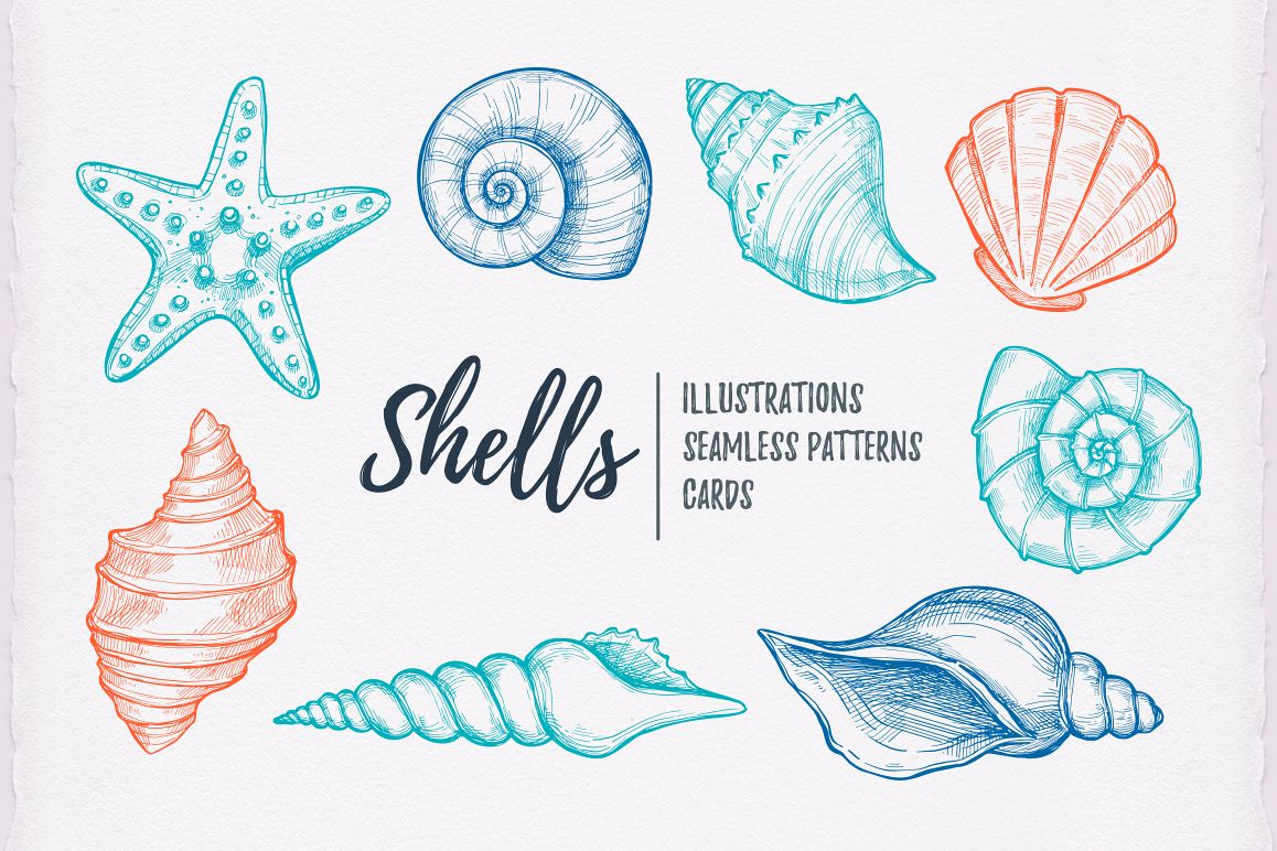 Shells Clipart Hand Drawn Illustrations 32400 Illustrations