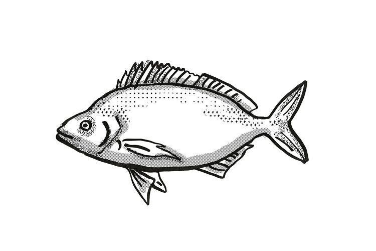 Jackass Morwong Australian Fish Cartoon Retro Drawing example image 1