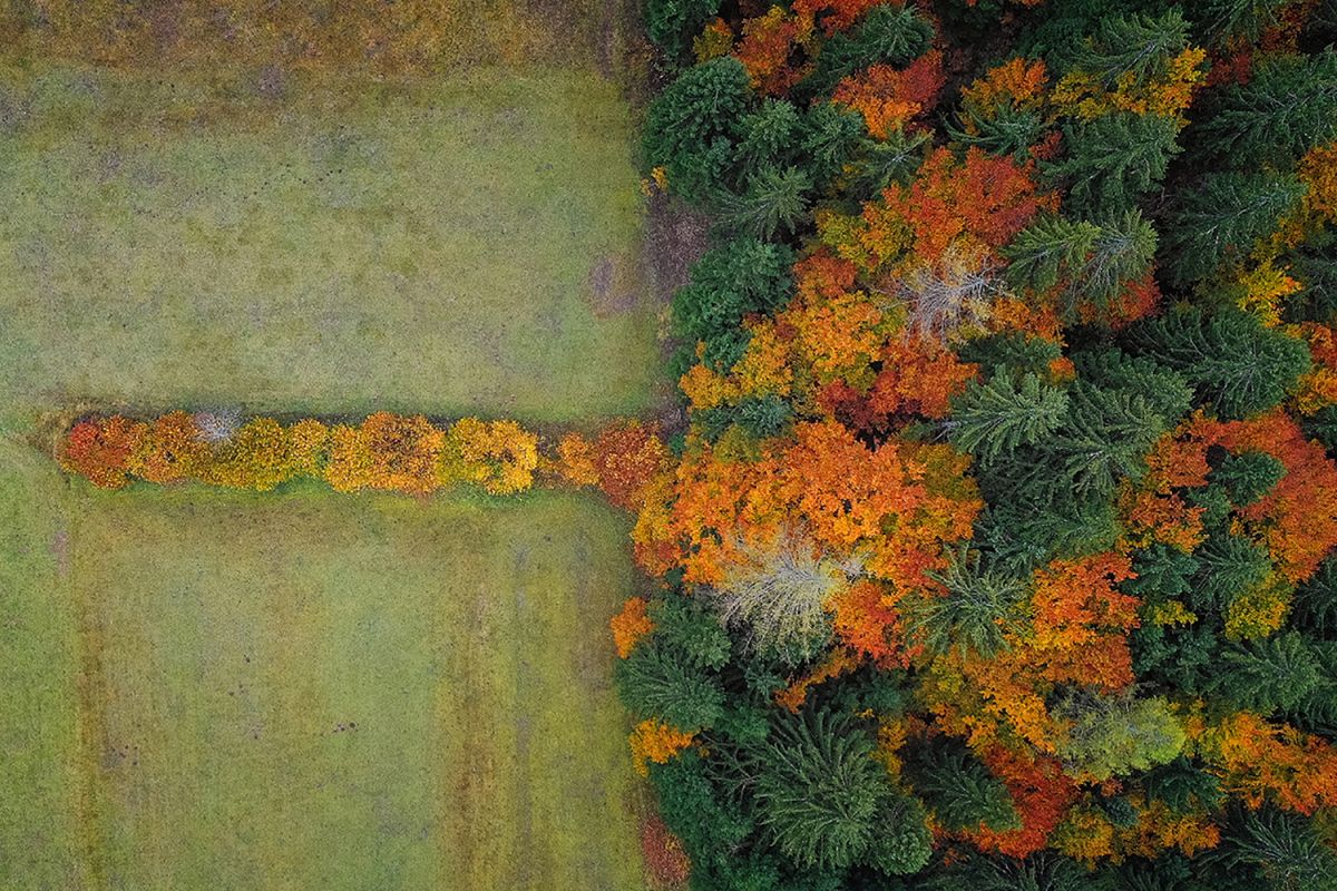 Autumn forest from above example image 1