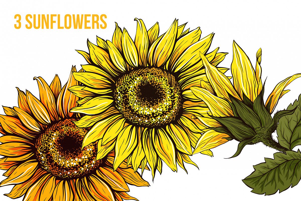 Download Sunflower Sublimation Design and SVG for Thanksgiving