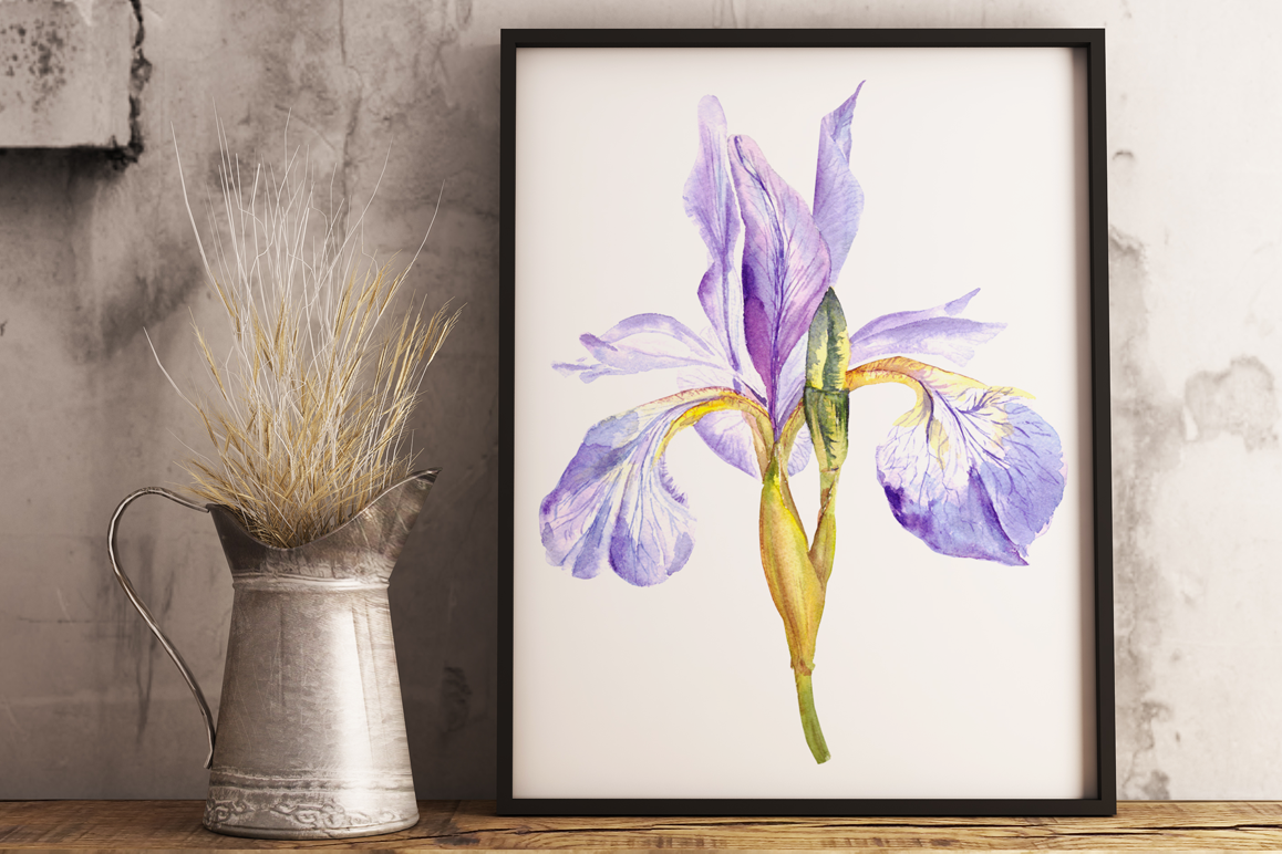 Watercolor Purple Iris Clip Art & Print example image 1