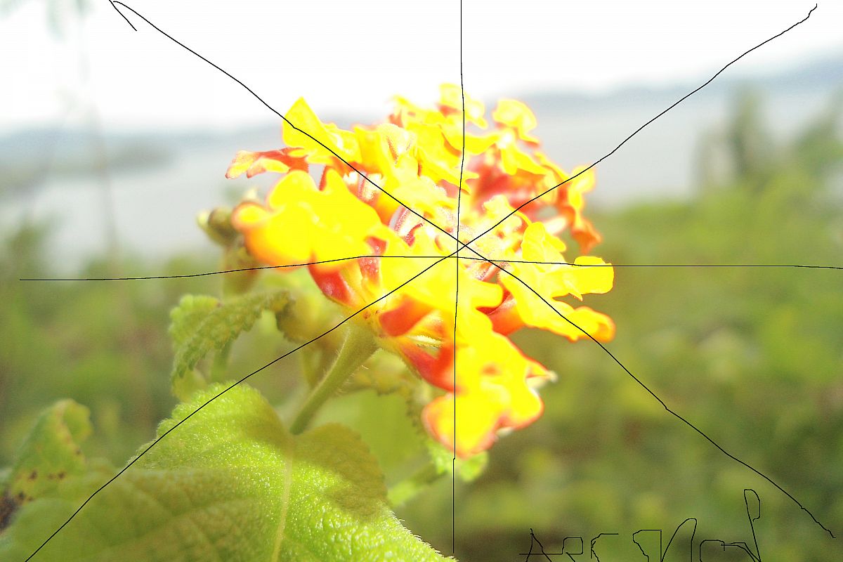 the yellow flowers example image 1