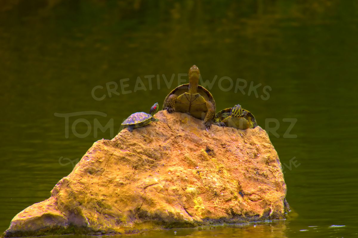 Turtle family example image 1
