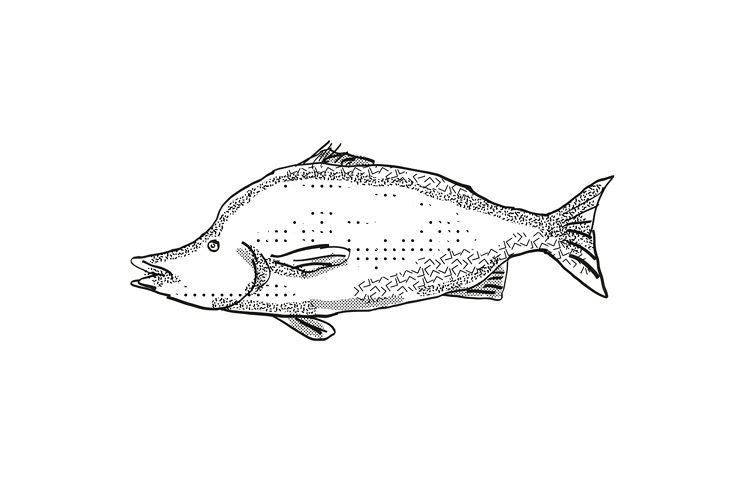 Giant Boarfish New Zealand Fish Cartoon Retro Drawing example image 1