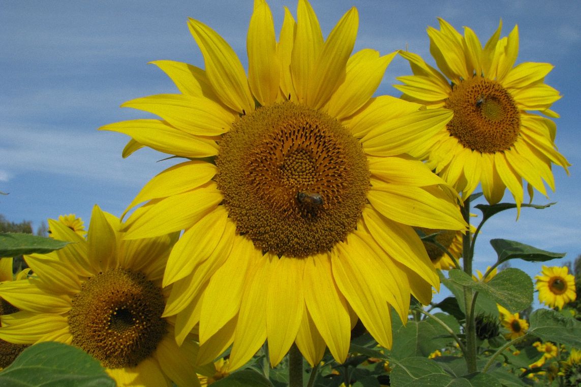 Sunflower field example image 1