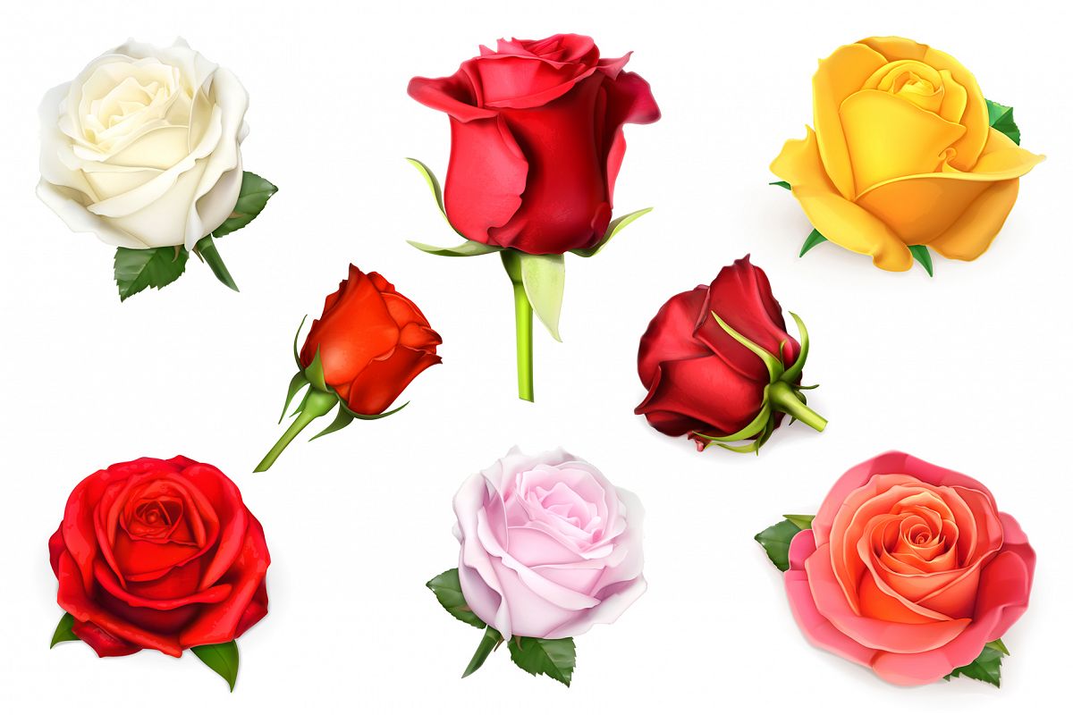 Rose, symbol of love, romantic Valentine's Day, vectors set example image 1