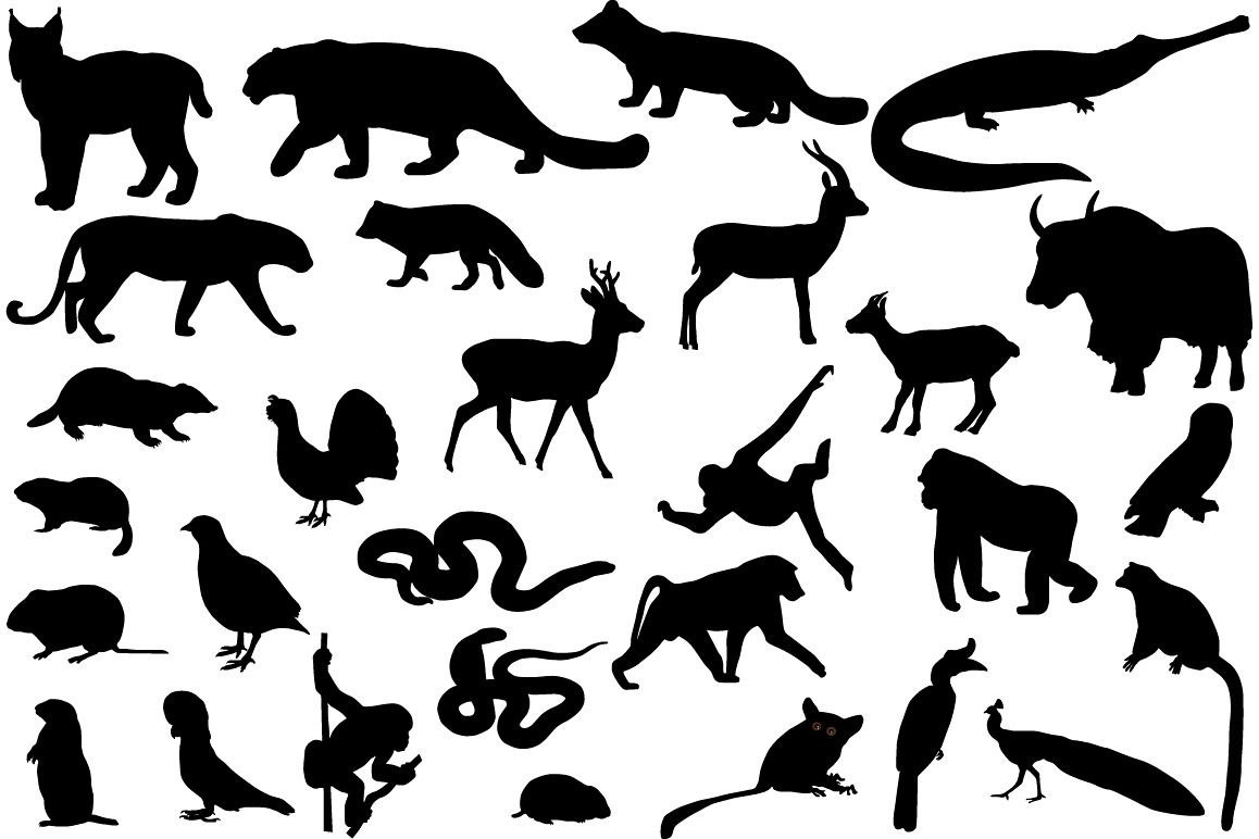 Animals of Asia example image 1