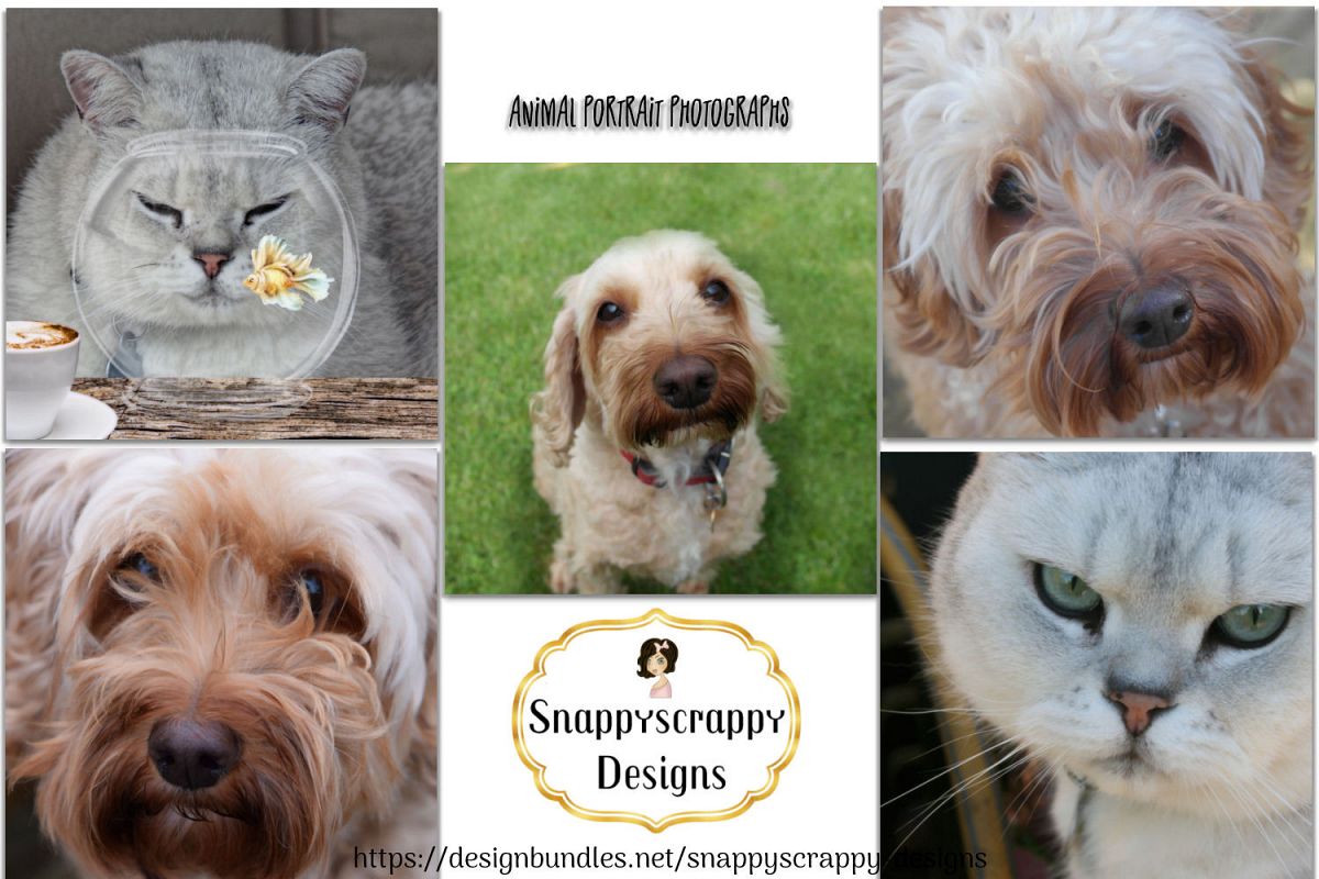 Animal Portrait Photographs example image 1