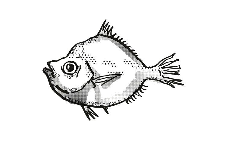 Malayan Deepsea Boarfish Australian Fish Cartoon Retro Drawi example image 1