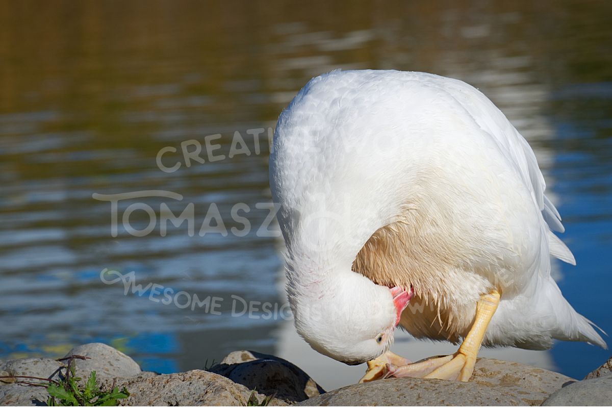 White Duck Cleaning The Feathers example image 1