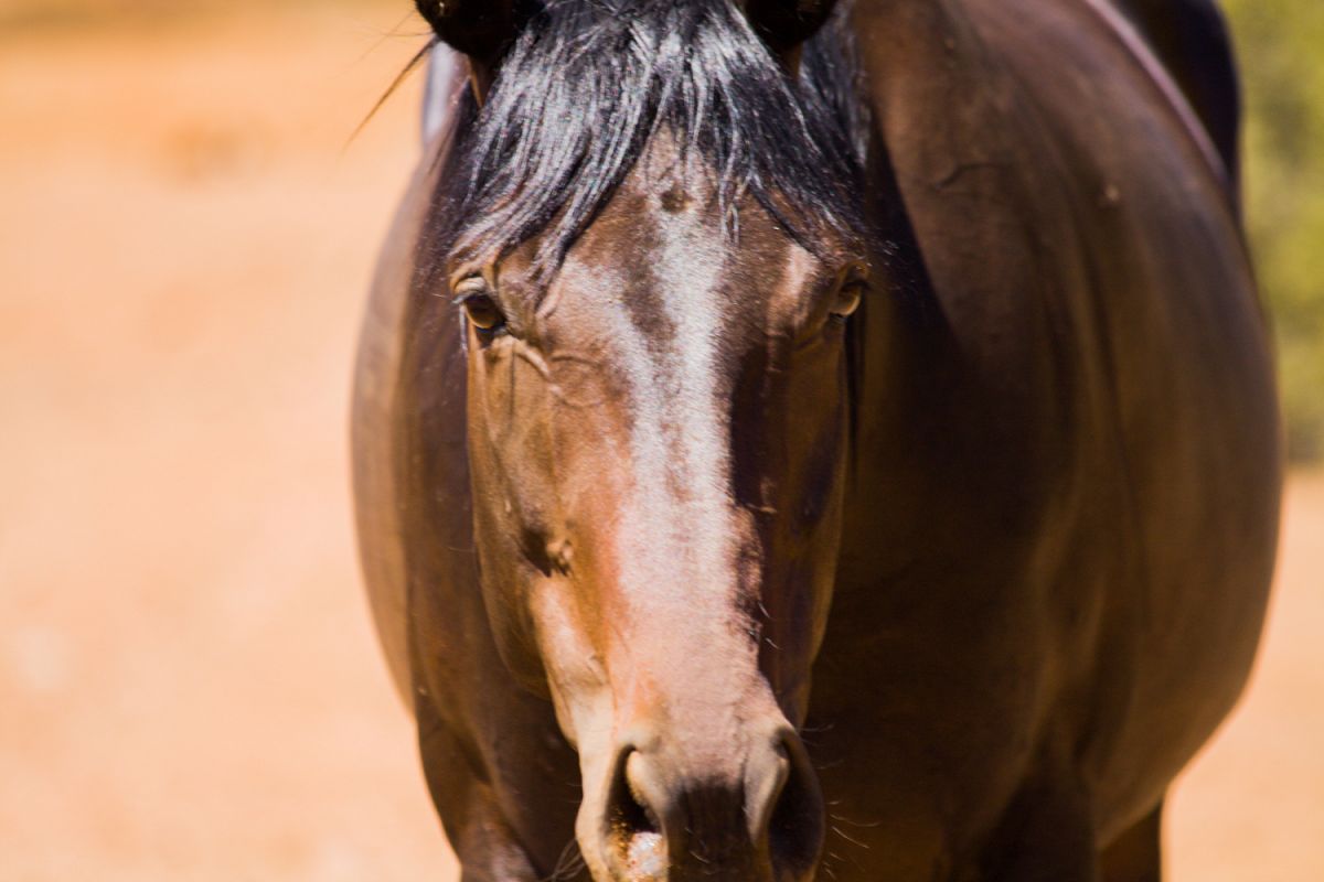 Horse photo 1 example image 1