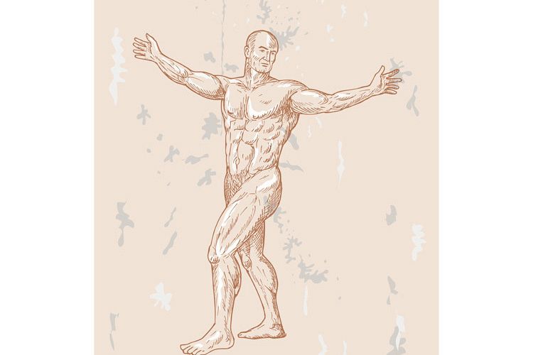 male human anatomy example image 1
