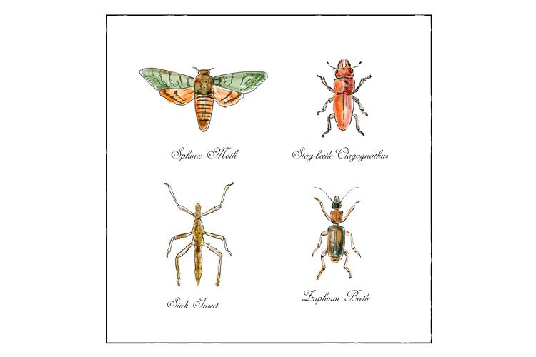 Sphinx Moth, Stag beetle, Stick Insect and Zuphium Beetle example image 1
