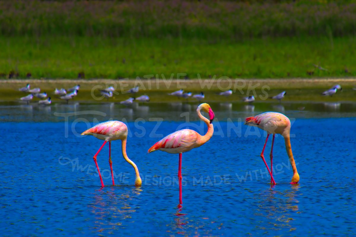 Flamingos example image 1