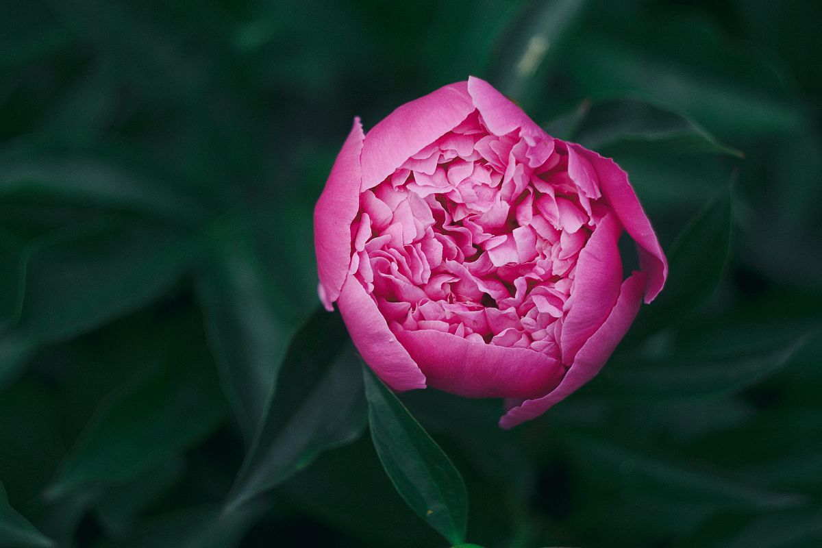 Peony flower example image 1