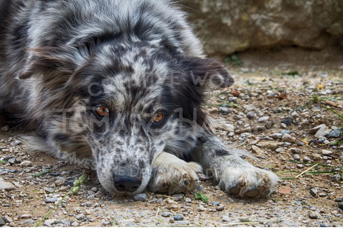 Mottled Dog Lying On The Floor example image 1