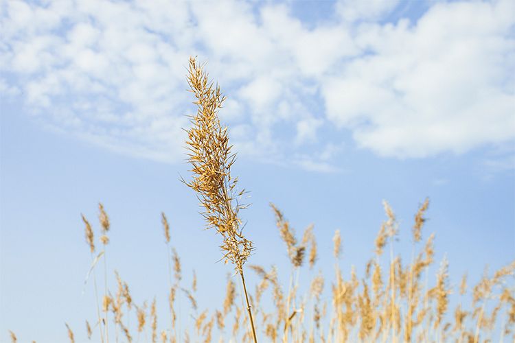 Dry herb example image 1