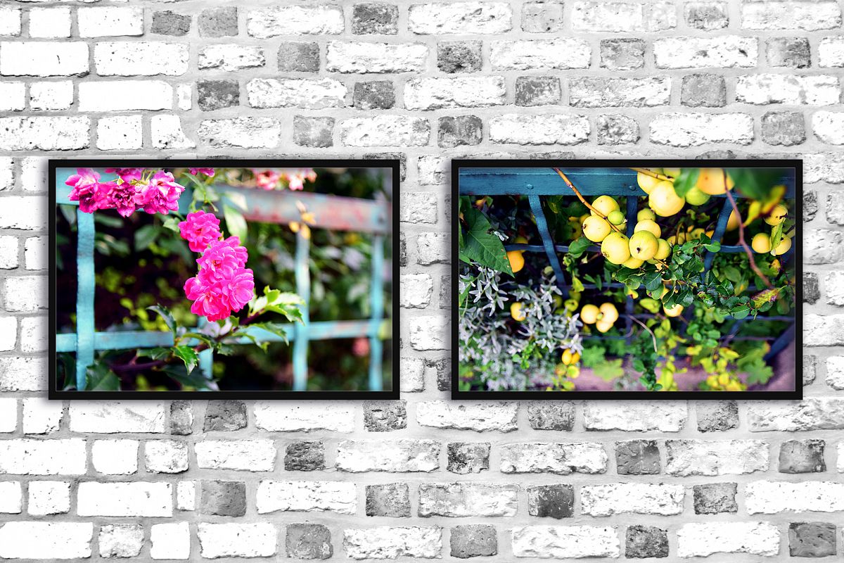 Nature photo, floral photo, flower photo, summer example image 1