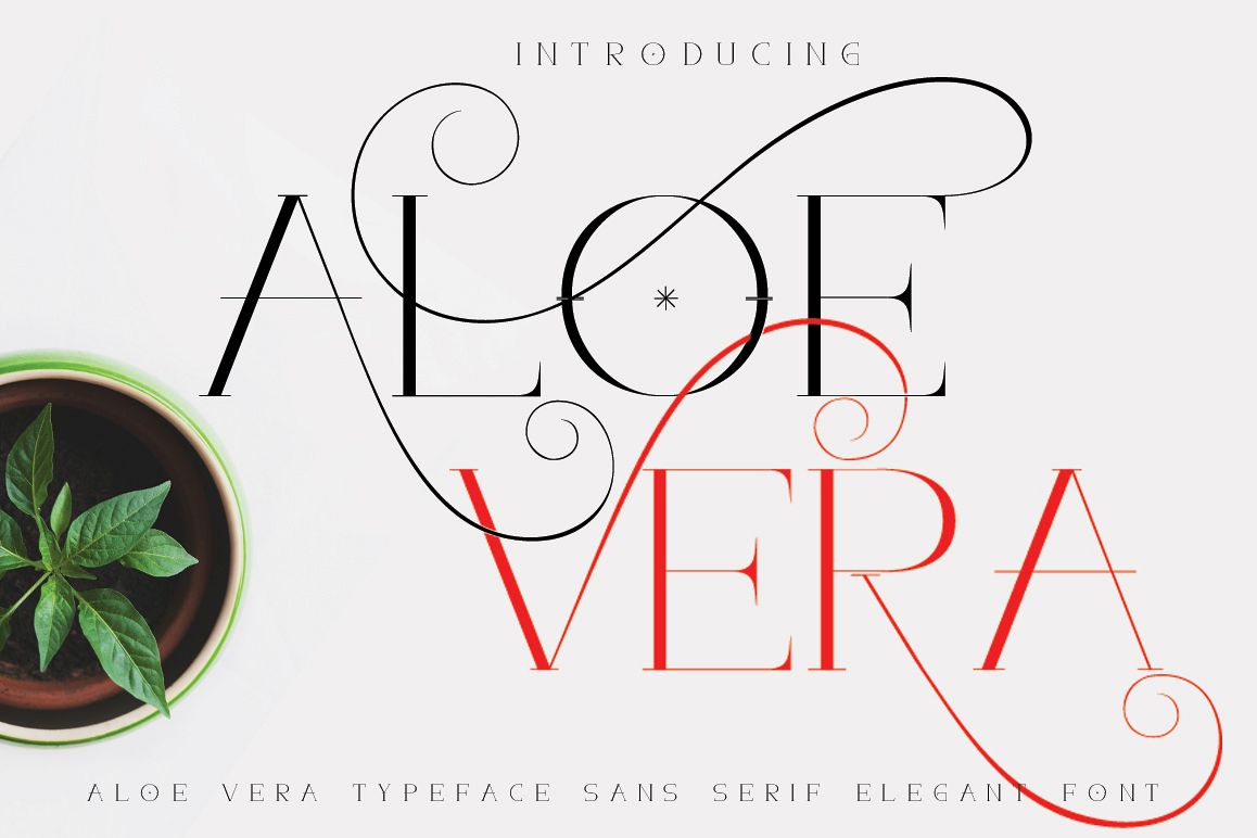 ALOE VERA example image 1