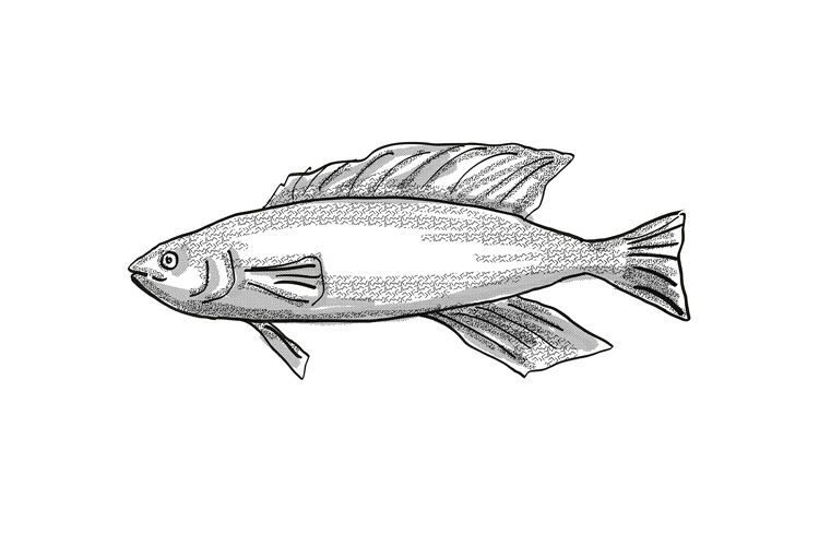 Butterfish New Zealand Fish Cartoon Retro Drawing example image 1