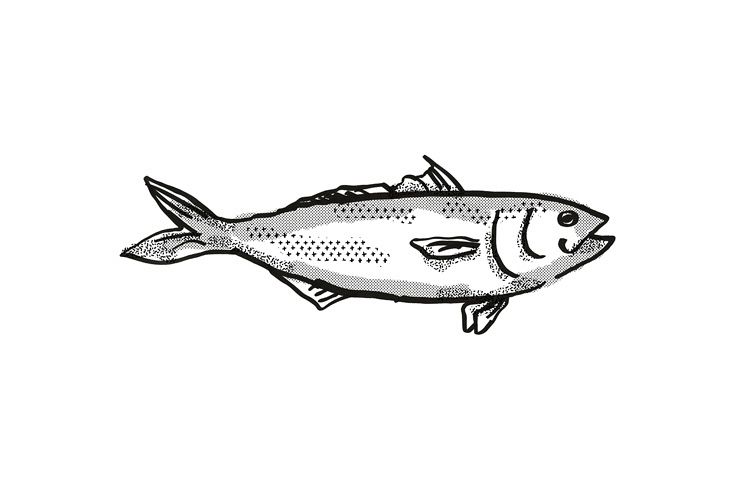 Eastern Australian Salmon Fish Cartoon Retro Drawing example image 1