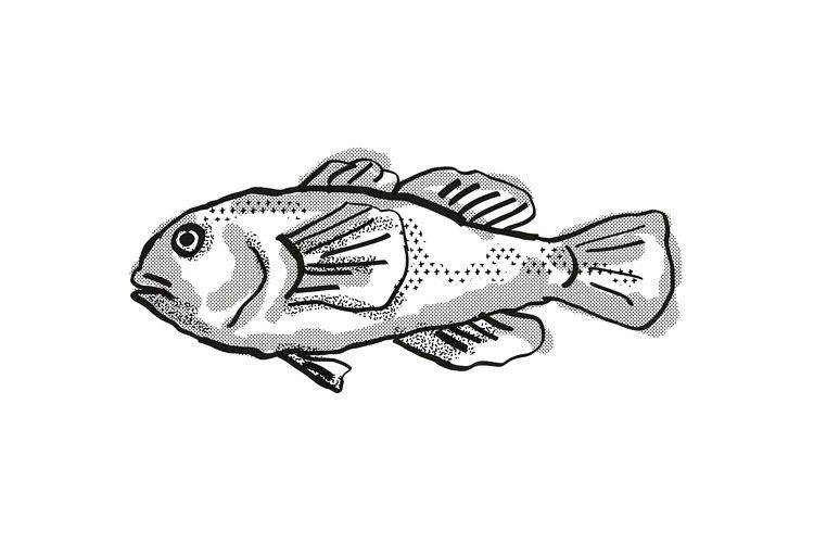 Plain Coralgoby Australian Fish Cartoon Retro Drawing example image 1