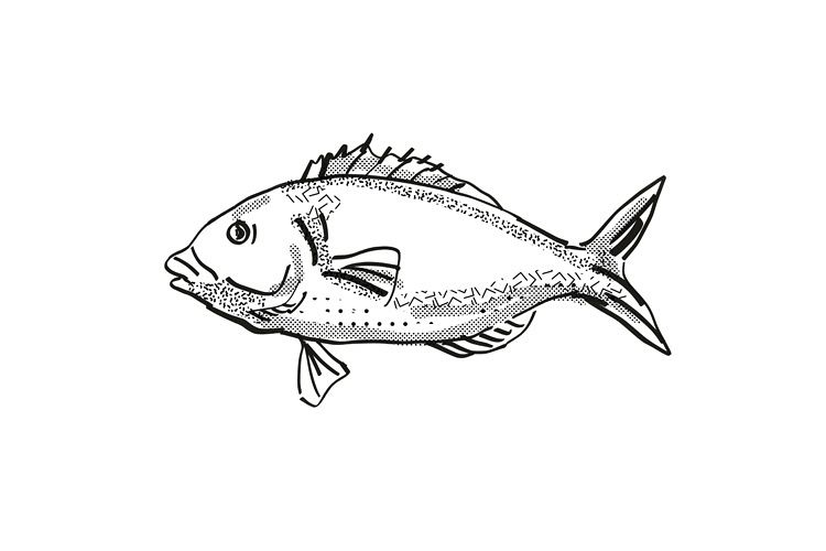 Tarakihi New Zealand Fish Cartoon Retro Drawing example image 1